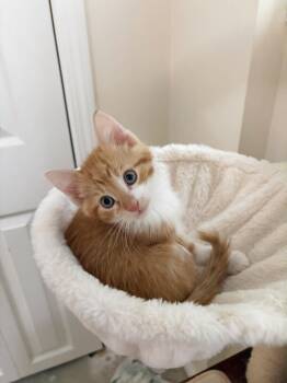 Tempura -  Domestic Short Hair Cat for Adoption in Steinbach, Manitoba - Tempura | PetCurious
