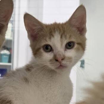 Jaime -  Domestic Short Hair Cat for Adoption in Voorhees Township, New Jersey - Jaime | PetCurious