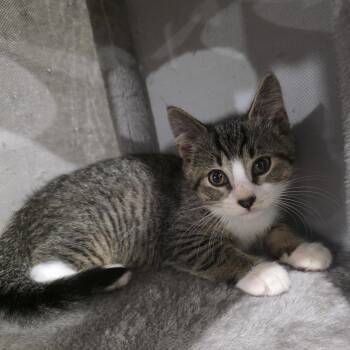 Riddle -  Domestic Short Hair and Tabby Cat for Adoption in Mastic, New York - Riddle | PetCurious