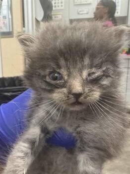 Rescue Domestic Medium Hair Cats for Adoption in Dallas, Texas - TWINKIE | PetCurious