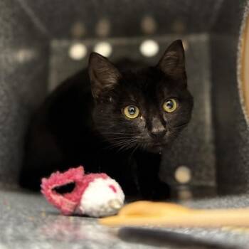 Domestic Short Hair Cats Available for Adoption - Ellis | PetCurious