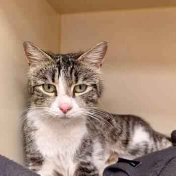 Domestic Short Hair Cats Available for Adoption in Philadelphia, Pennsylvania - Tysha | PetCurious