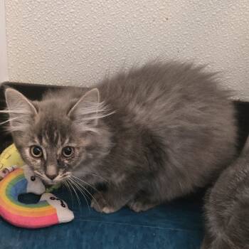 Rescue Domestic Long Hair Cats for Adoption in Tawas City, Michigan - Gertie | PetCurious