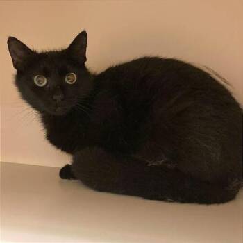 Domestic Short Hair Cats Available for Adoption in Dayton, Ohio - Madra | PetCurious