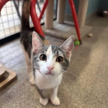 Gnocchi -  Domestic Short Hair Cat for Adoption in Sarasota, Florida - Gnocchi | PetCurious