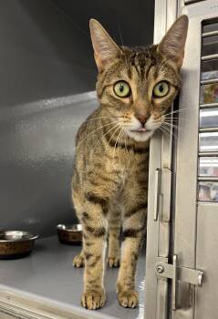 Rescue Domestic Short Hair Cats for Adoption in Pickering, Ontario - Ruthy | PetCurious