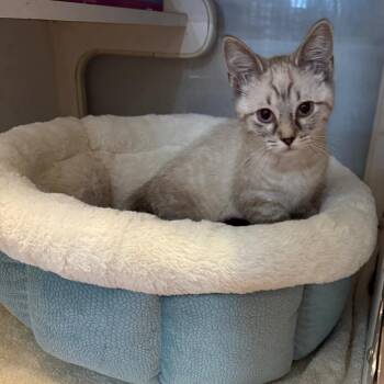 Biscuit & Muffin -  Domestic Short Hair Cat for Adoption in Potomac, Maryland - Biscuit & Muffin | PetCurious