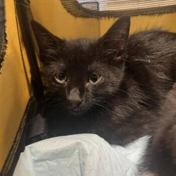 Little Brother -  Domestic Short Hair Cat for Adoption in Lake Panasoffkee, Florida - Little Brother | PetCurious