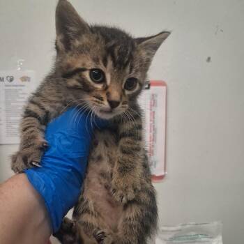 Ajax -  Domestic Short Hair Cat for Adoption in Spokane, Washington - Ajax | PetCurious