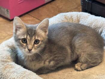 Tabby Cats Available for Adoption in Chandler, Arizona - Daisy | PetCurious
