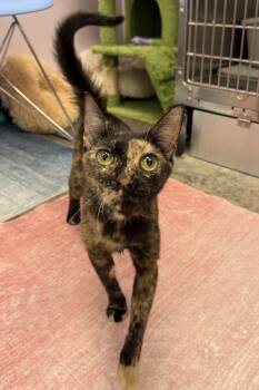 Rescue Domestic Short Hair Cats for Adoption in Plant City, Florida - Ziva | PetCurious
