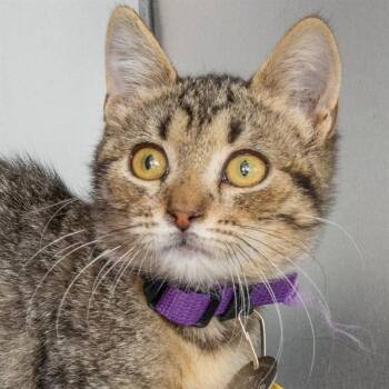 URSA MINOR -  Domestic Short Hair Cat for Adoption in St. Louis, Missouri - URSA MINOR | PetCurious
