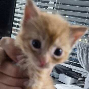 Fred -  Domestic Medium Hair Cat for Adoption in Grantsville, Utah - Fred | PetCurious
