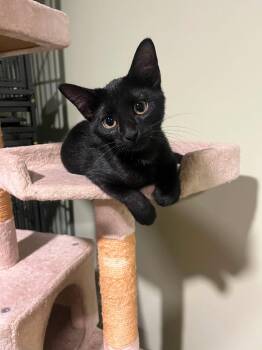 Ebony -  Domestic Short Hair Cat for Adoption in Harrodsburg, Kentucky - Ebony | PetCurious