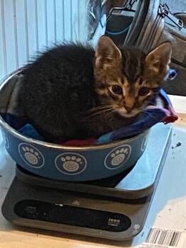 Biscotti -  Domestic Short Hair Cat for Adoption in San Antonio, Texas - Biscotti | PetCurious