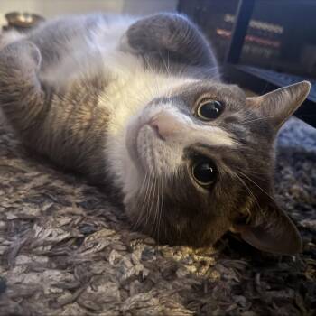Gaston -  Domestic Short Hair Cat for Adoption in Wantagh, New York - Gaston | PetCurious