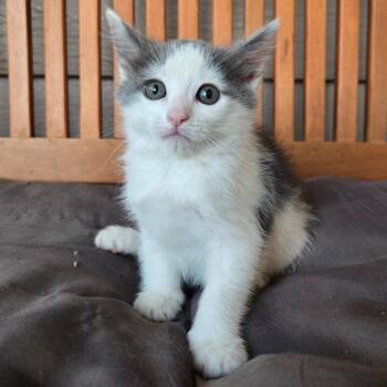 Little D -  American Shorthair Cat for Adoption in Calimesa, California - Little D | PetCurious