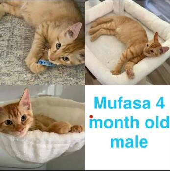 Mufasa -  Domestic Short Hair Cat for Adoption in Mustang, Oklahoma - Mufasa | PetCurious