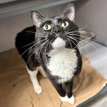 Koi -  Domestic Short Hair Cat for Adoption in Waterloo, Iowa - Koi | PetCurious