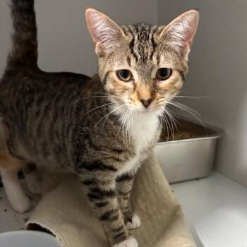 news leak -  Domestic Short Hair Cat for Adoption in Fredericksburg, Virginia - News Leak | PetCurious