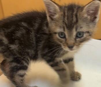 TOMMY -  Domestic Short Hair Cat for Adoption in Elizabethton, Tennessee - TOMMY | PetCurious