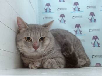 Rescue Domestic Short Hair Cats for Adoption in Orlando, Florida - KNIGHT | PetCurious