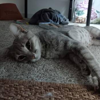 Poppy -  Domestic Short Hair Cat for Adoption in Las Vegas, Nevada - Poppy | PetCurious