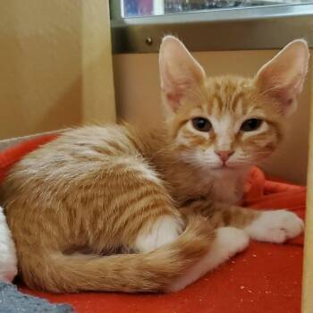 Garey -  Domestic Short Hair Cat for Adoption in Hemet, California - Garey | PetCurious