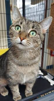 Rescue Domestic Short Hair and Tabby Cats for Adoption in Hartwell, Georgia - 7436 Calypso | PetCurious