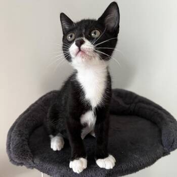 Rivian -  Domestic Short Hair Cat for Adoption in Sunrise, Florida - Rivian | PetCurious