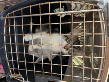 Fire -  Domestic Short Hair Cat for Adoption in Hurricane, Utah - Fire | PetCurious