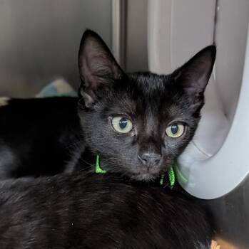 Logan -  Domestic Short Hair Cat for Adoption in Aberdeen, Washington - Logan | PetCurious