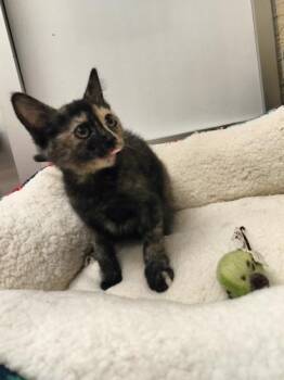 Tortoiseshell Cats Available for Adoption - Sable | PetCurious