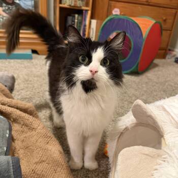 Domestic Long Hair Cats Available for Adoption in Greenwood, Indiana - Sasha | PetCurious