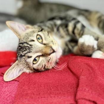 Bruce Wayne -  Domestic Short Hair Cat for Adoption in Atlanta, Georgia - Bruce Wayne | PetCurious