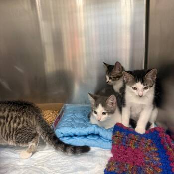 Domestic Short Hair Cats Available for Adoption in Westminster, California - Horned Lizard | PetCurious