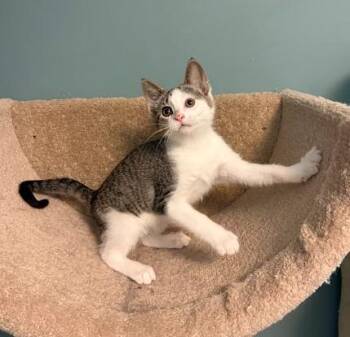 Liberty -  Domestic Short Hair Cat for Adoption in Andover, Minnesota - Liberty | PetCurious
