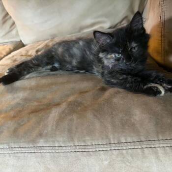 Crissy -  Domestic Medium Hair Cat for Adoption in Walden, New York - Crissy | PetCurious
