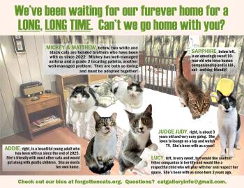 Longer Timers Part 2:  Female & Male -  Domestic Short Hair Cat for Adoption in Greenville, Delaware - Longer Timers Part 2:  Female & Male | PetCurious
