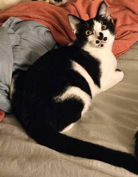 Domestic Short Hair Cats Available for Adoption - Kitten Great Googly Moogly | PetCurious