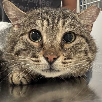 Rescue Domestic Short Hair Cats for Adoption in New York, New York - Stinkle | PetCurious