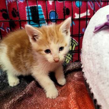 Bounty -  Domestic Short Hair Cat for Adoption in Belfair, Washington - Bounty | PetCurious
