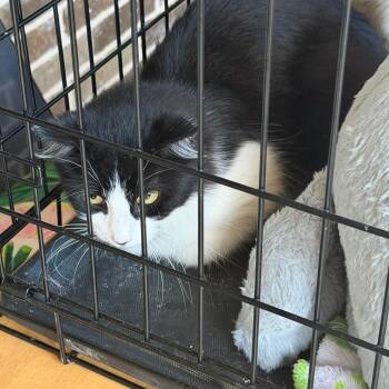 Bella -  Domestic Long Hair Cat for Adoption in Mount Vernon, Arkansas - Bella | PetCurious