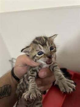 Rescue Domestic Short Hair Cats for Adoption in Houston, Texas - A645129 | PetCurious