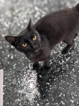 Raisin -  Domestic Short Hair Cat for Adoption in Lewisburg, Tennessee - Raisin | PetCurious