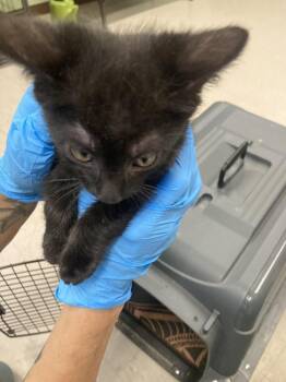 Domestic Short Hair Cats Available for Adoption in Burnsville, North Carolina - Icarus | PetCurious