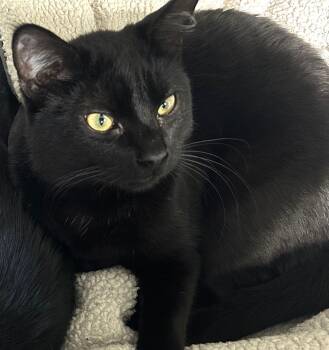 Rescue Domestic Short Hair Cats for Adoption in Springfield, Oregon - Han | PetCurious