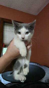 Domestic Long Hair Cats Available for Adoption in Hagaman, New York - Potsdam | PetCurious