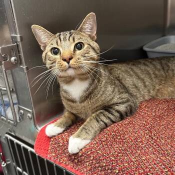 Gibson -  Domestic Short Hair Cat for Adoption in Roanoke, Virginia - Gibson | PetCurious