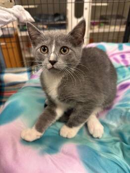 Domestic Short Hair Cats Available for Adoption in Johnson City, Tennessee - Cobalt (hillside) | PetCurious